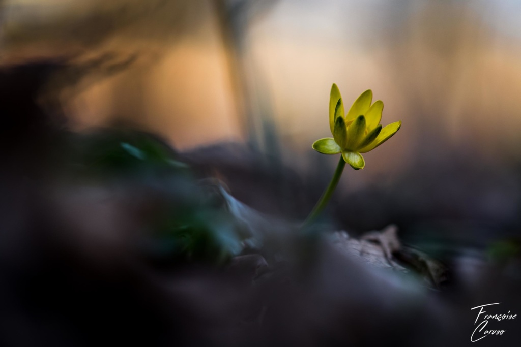 Photo de fleur/Macrophotographie