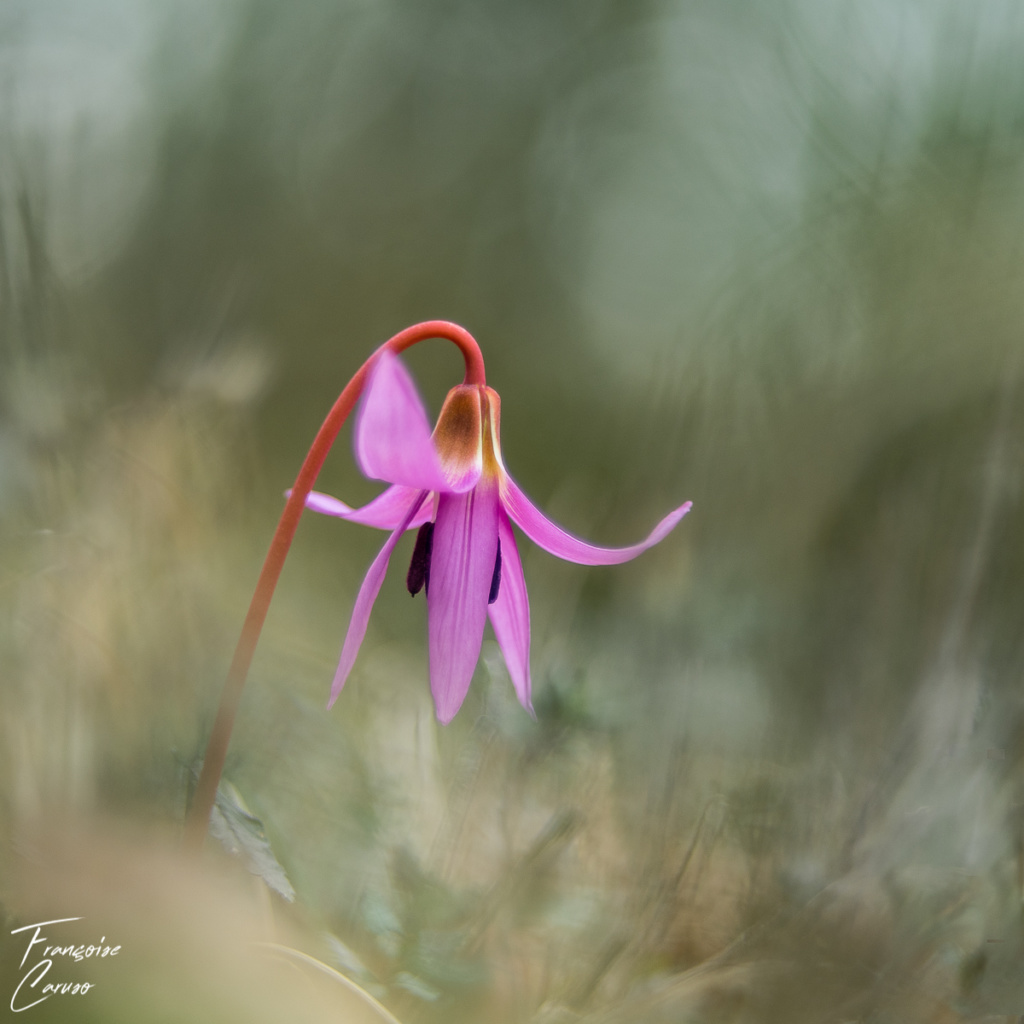 Photo erythrone - dent de chien