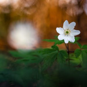 Anemone sylvie