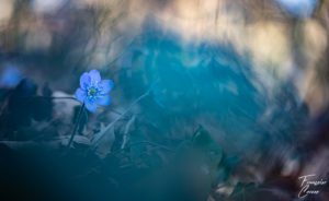 Photo sigma