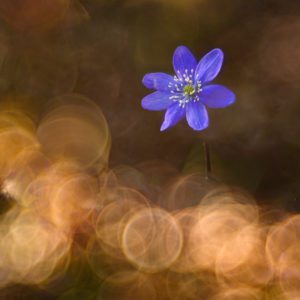 Trioplan 100 mm F2.8