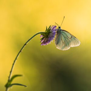 Photo de papillon Gaze
