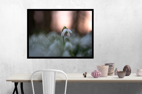 Perce neige