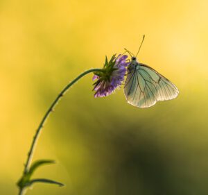 sigma 180