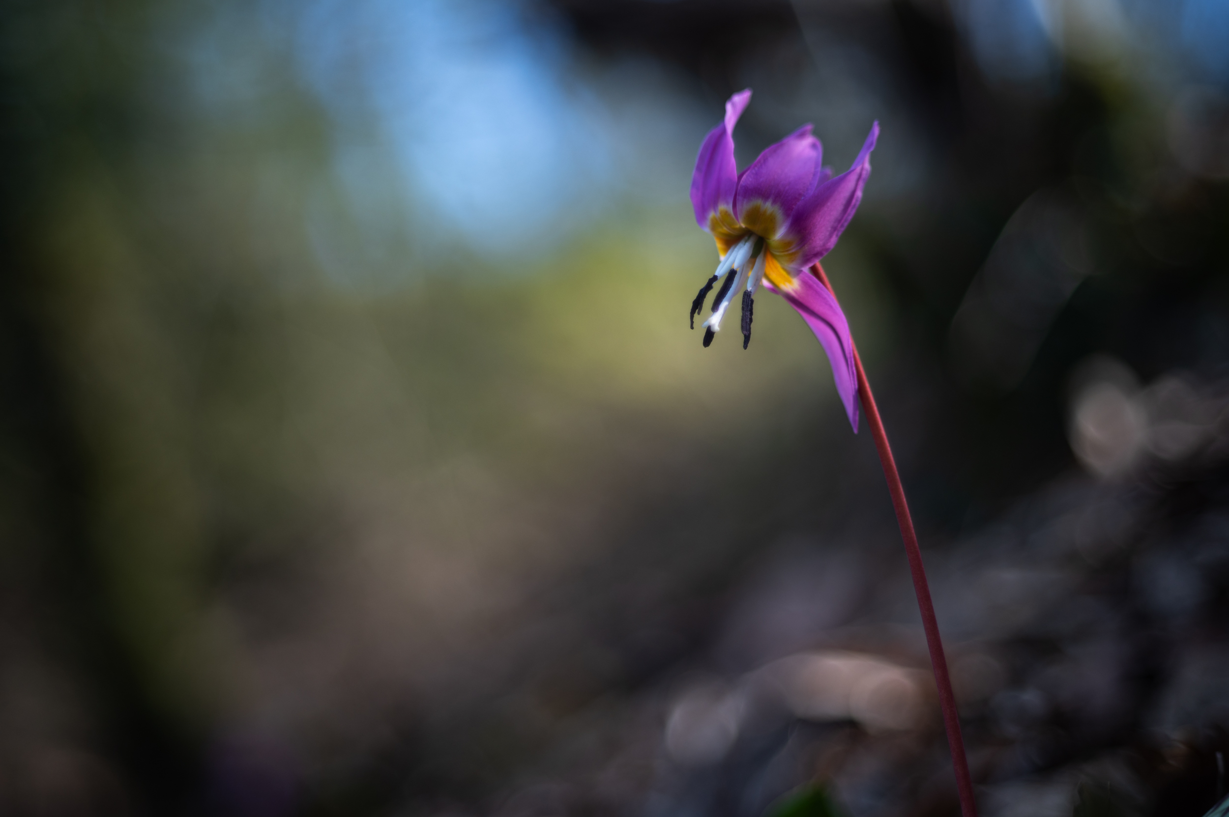 Mamiya sekor