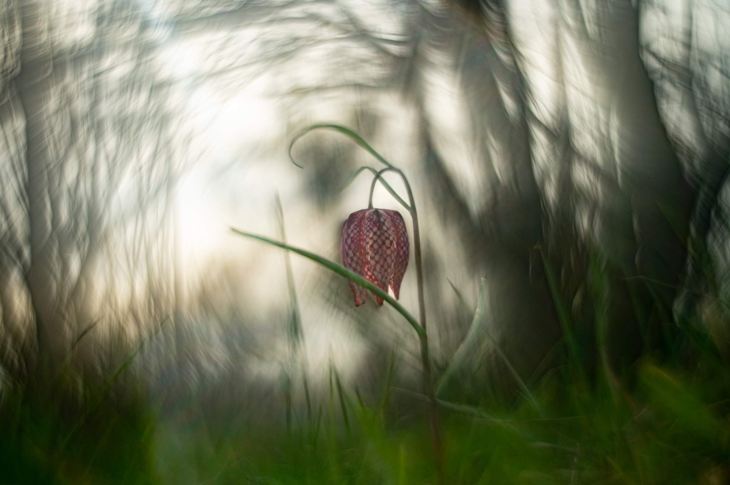 Helios 44-2