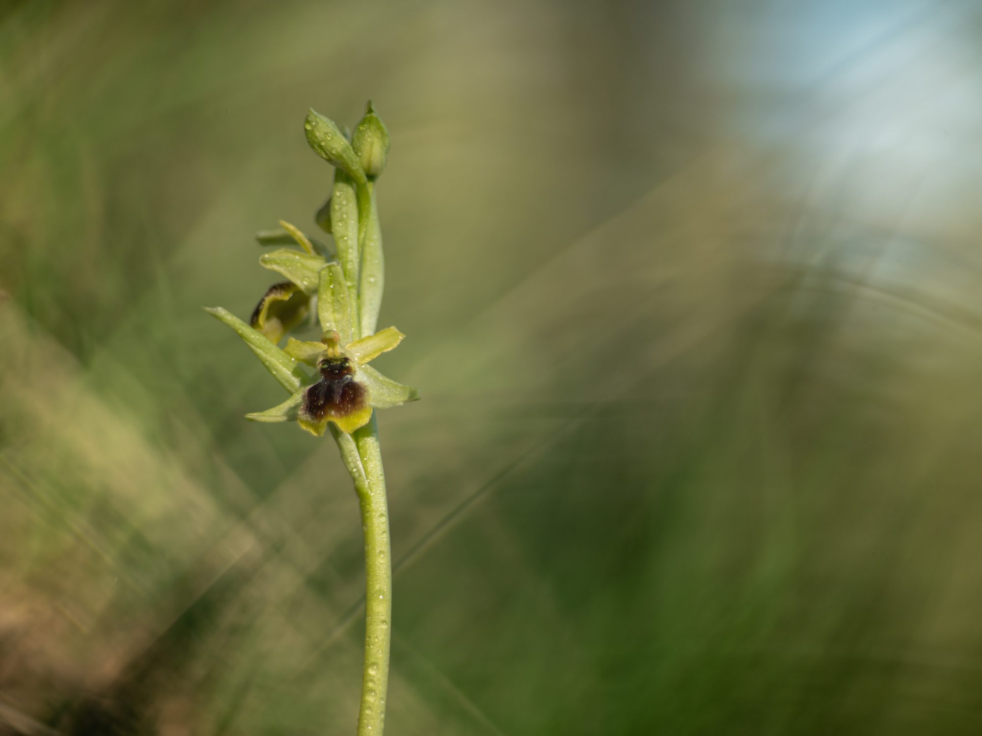 Pentacon 135