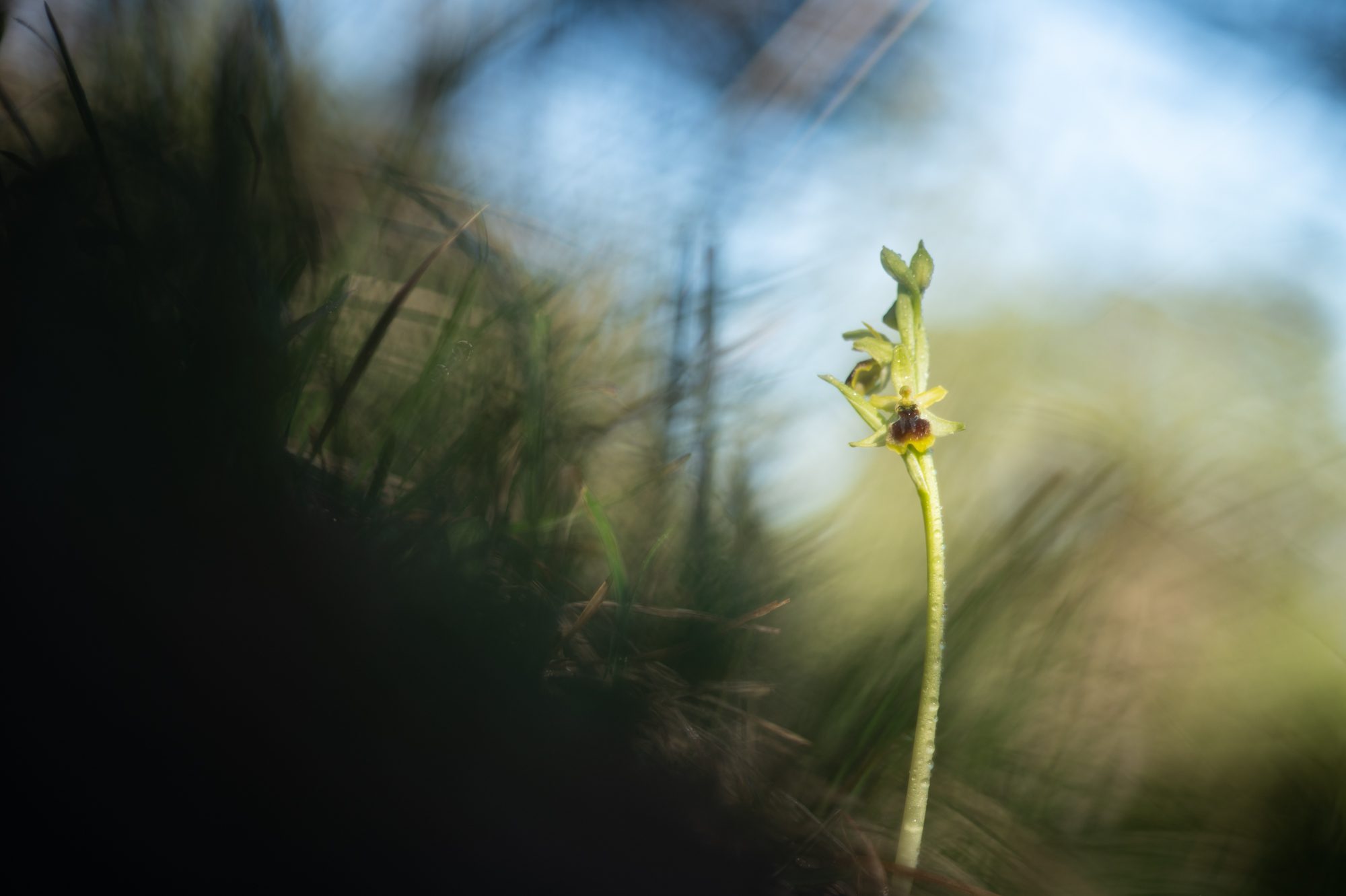 Proxiphotographie