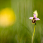 orchis bourdon