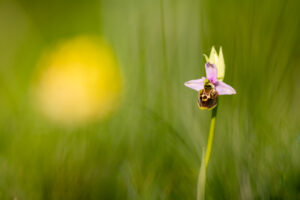 orchis bourdon