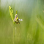 orchis bourdon