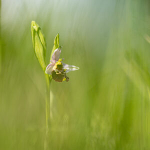 orchis bourdon