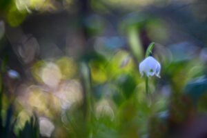 Fujinon 50 mm f1.4