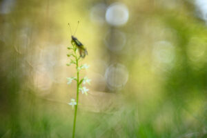 fujinon 50 mm