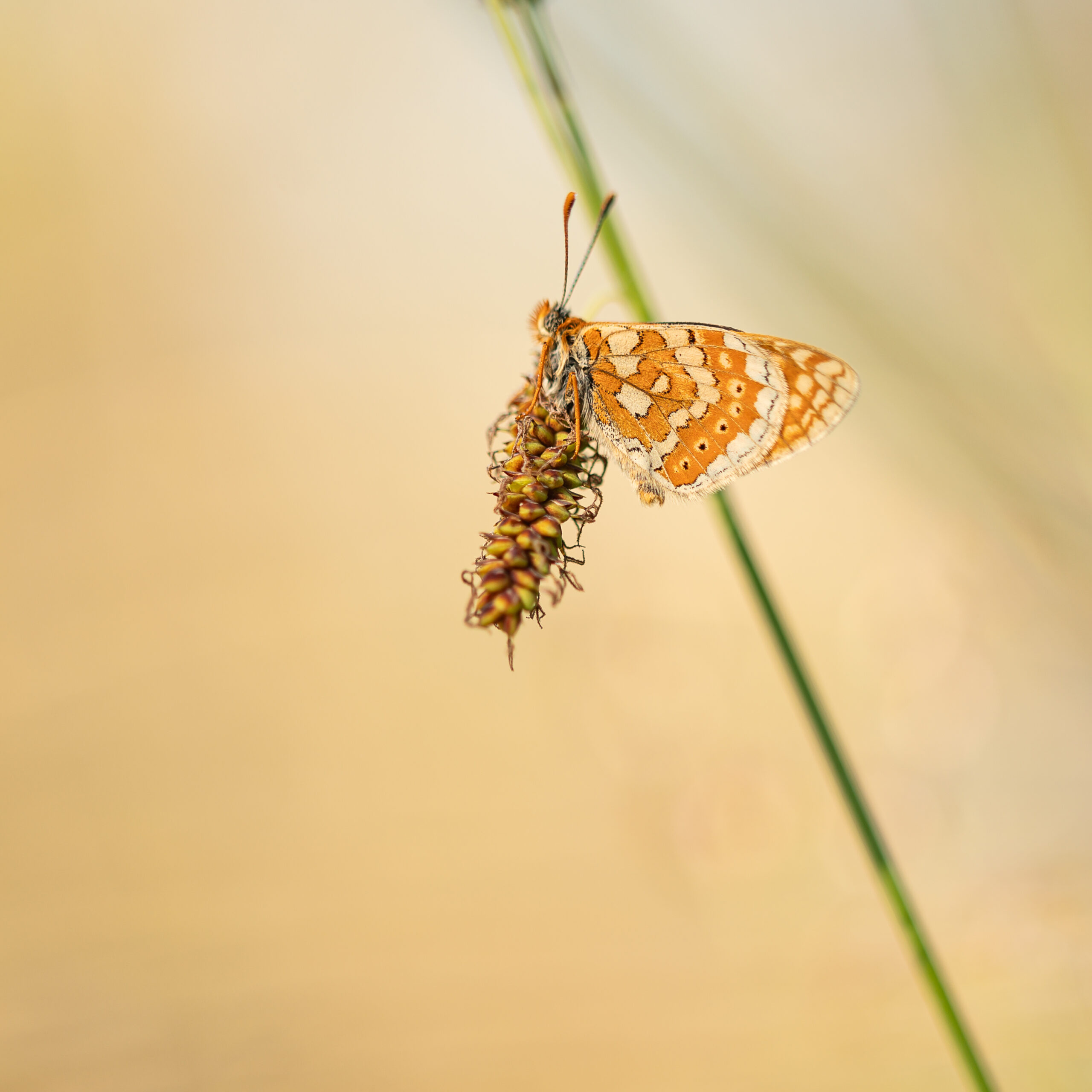 damier de la succise