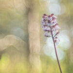 Orchis pourpre trioplan