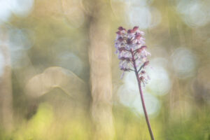 Orchis pourpre trioplan