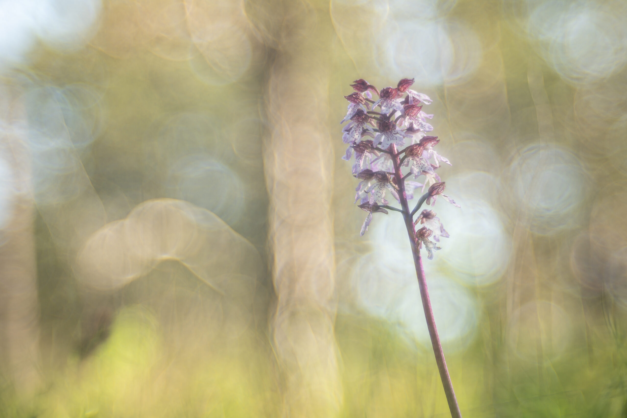 Orchis pourpre trioplan