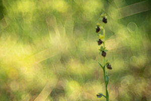 ophrys araneola trioplan