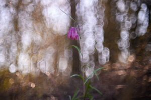 Fritillaire avec le Fujinon