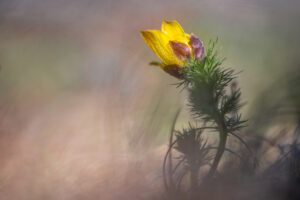 Adonis fleur