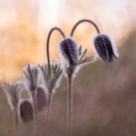 anemone des montagnes