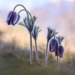 anemone pulsatille