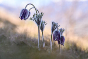 anemone pulsatille