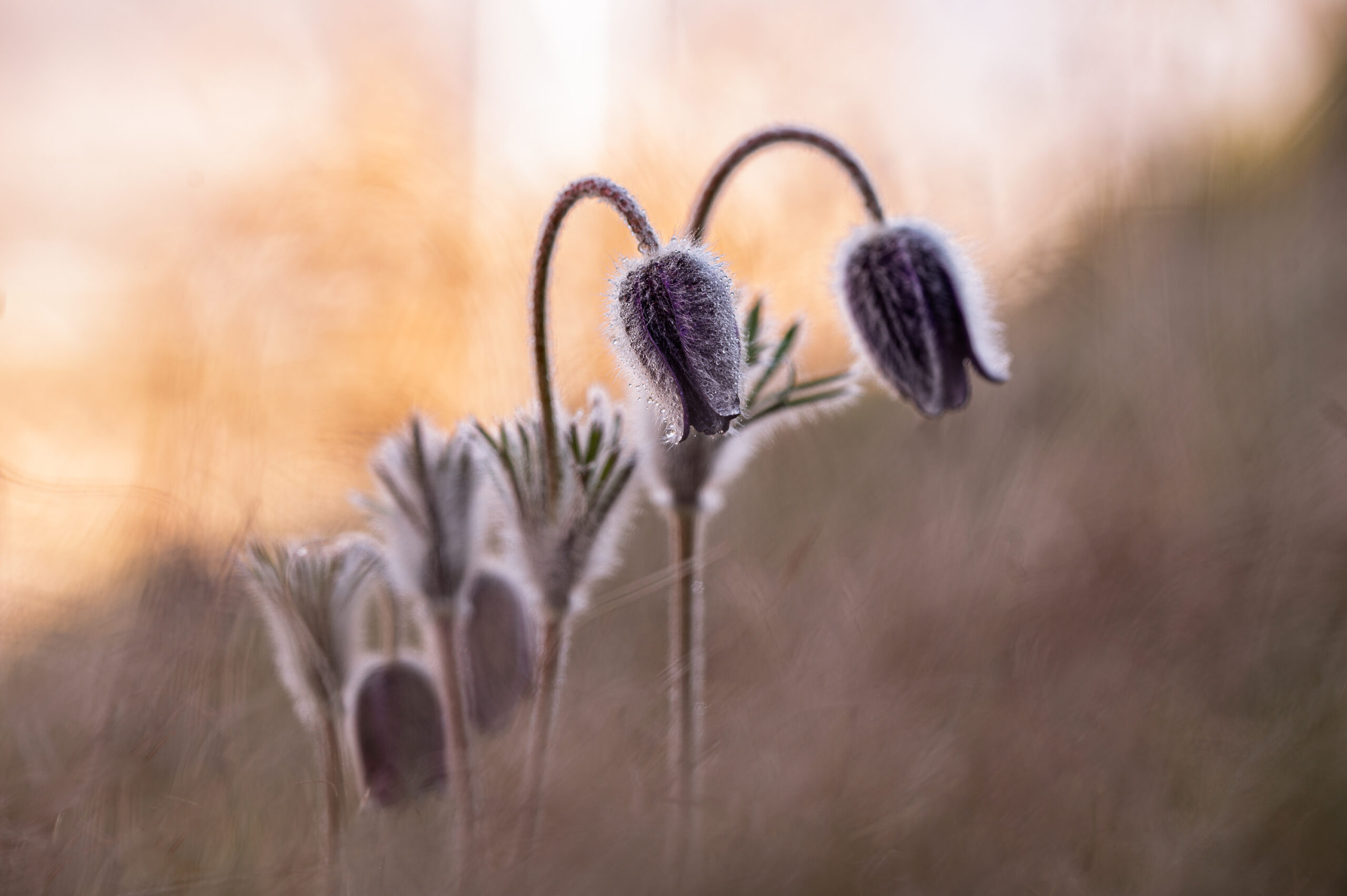 anemone des montagnes