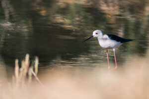 Echasse blanche