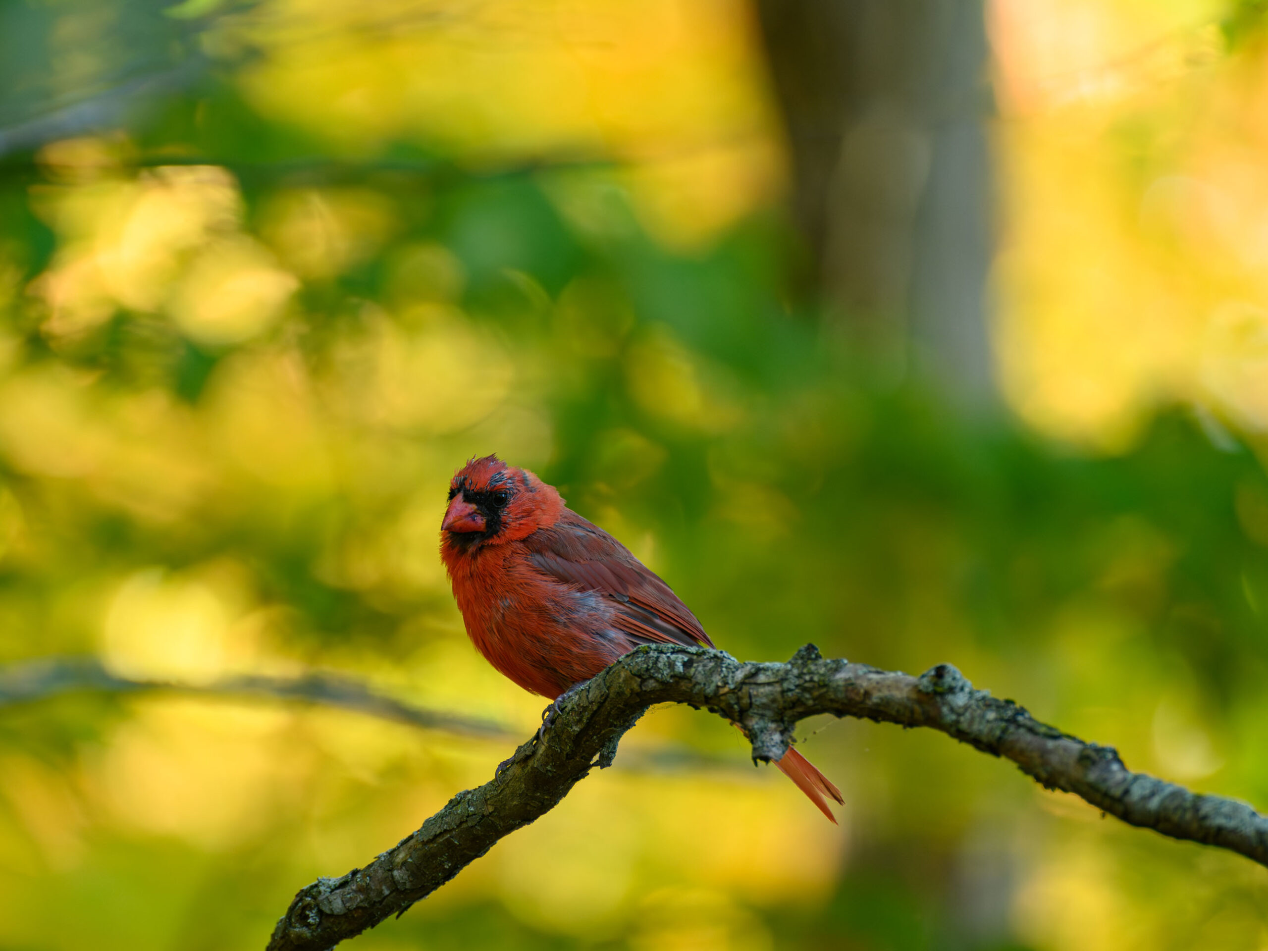 Cardinal oiseau