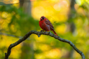 oiseau cardinal