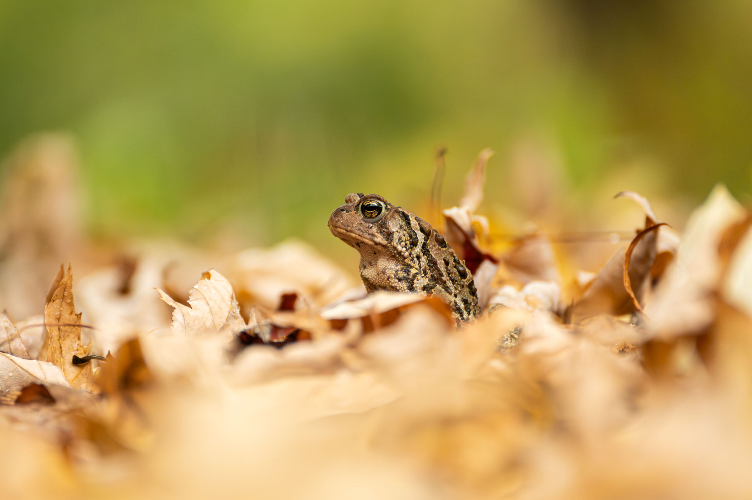 crapaud du canada