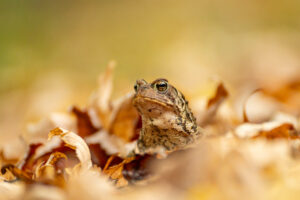 crapaud du canada