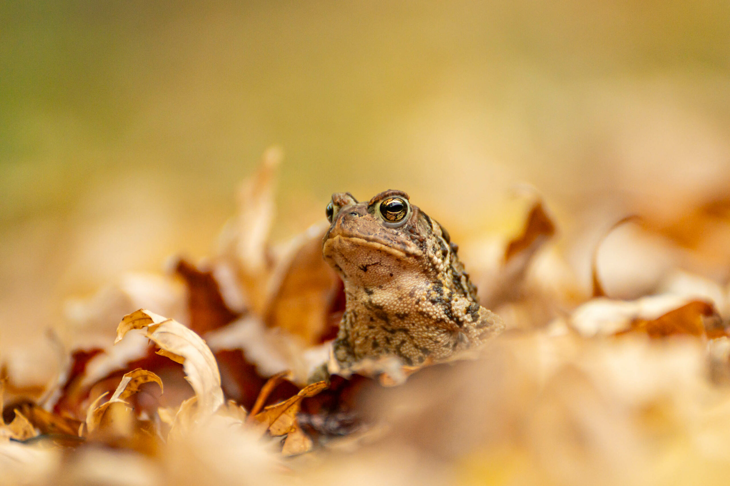 crapaud du canada