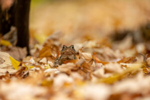 Crapaud du canada