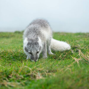 Renard polaire