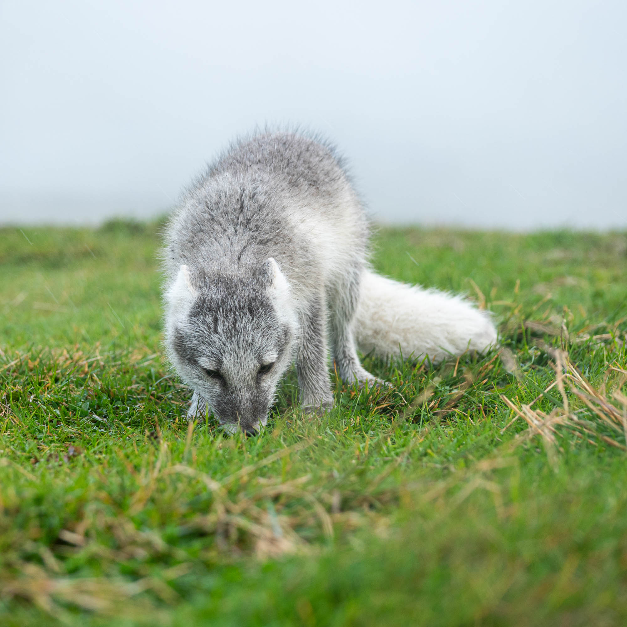 Renard polaire