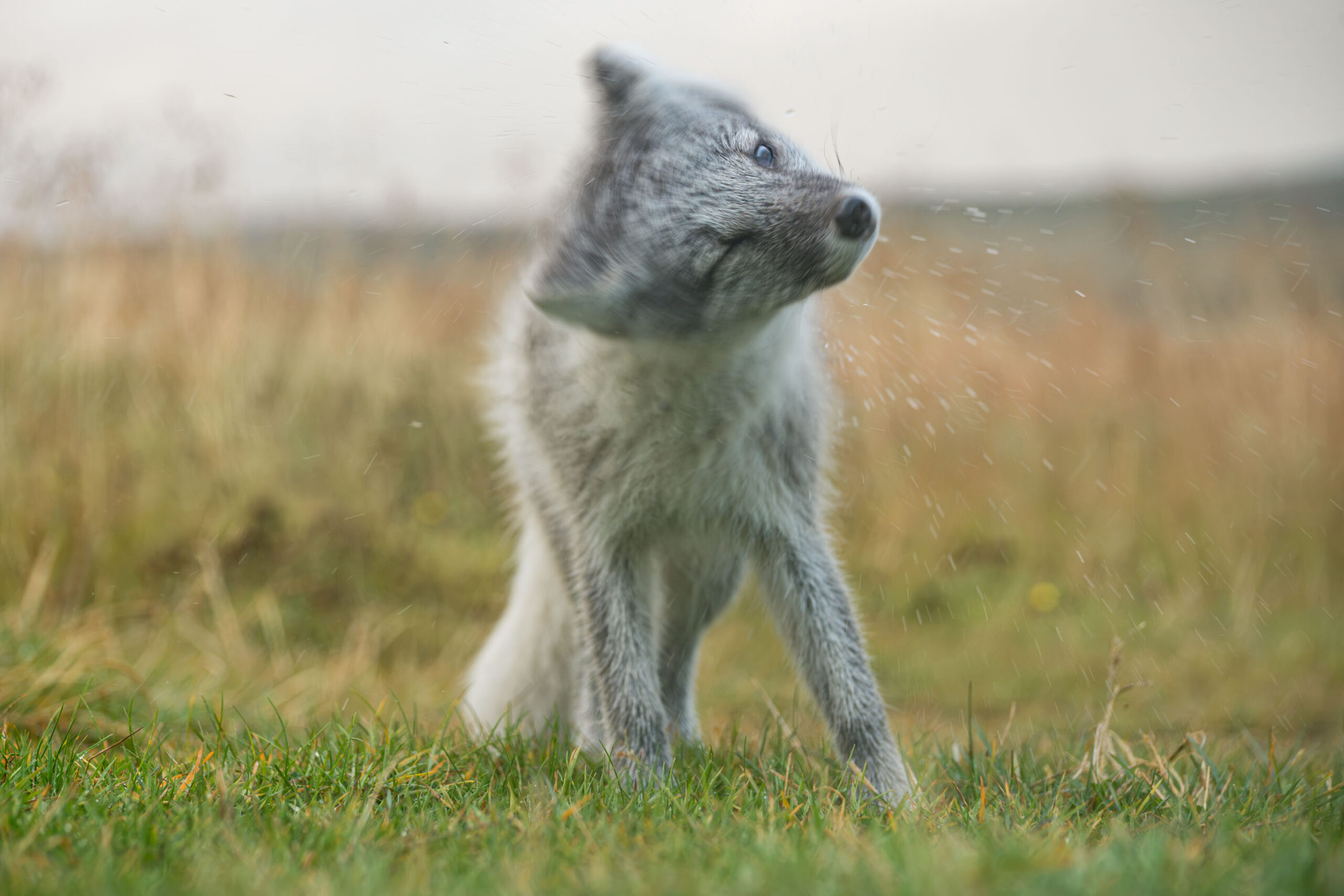 Renard polaire
