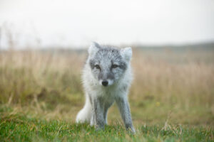 Renard polaire