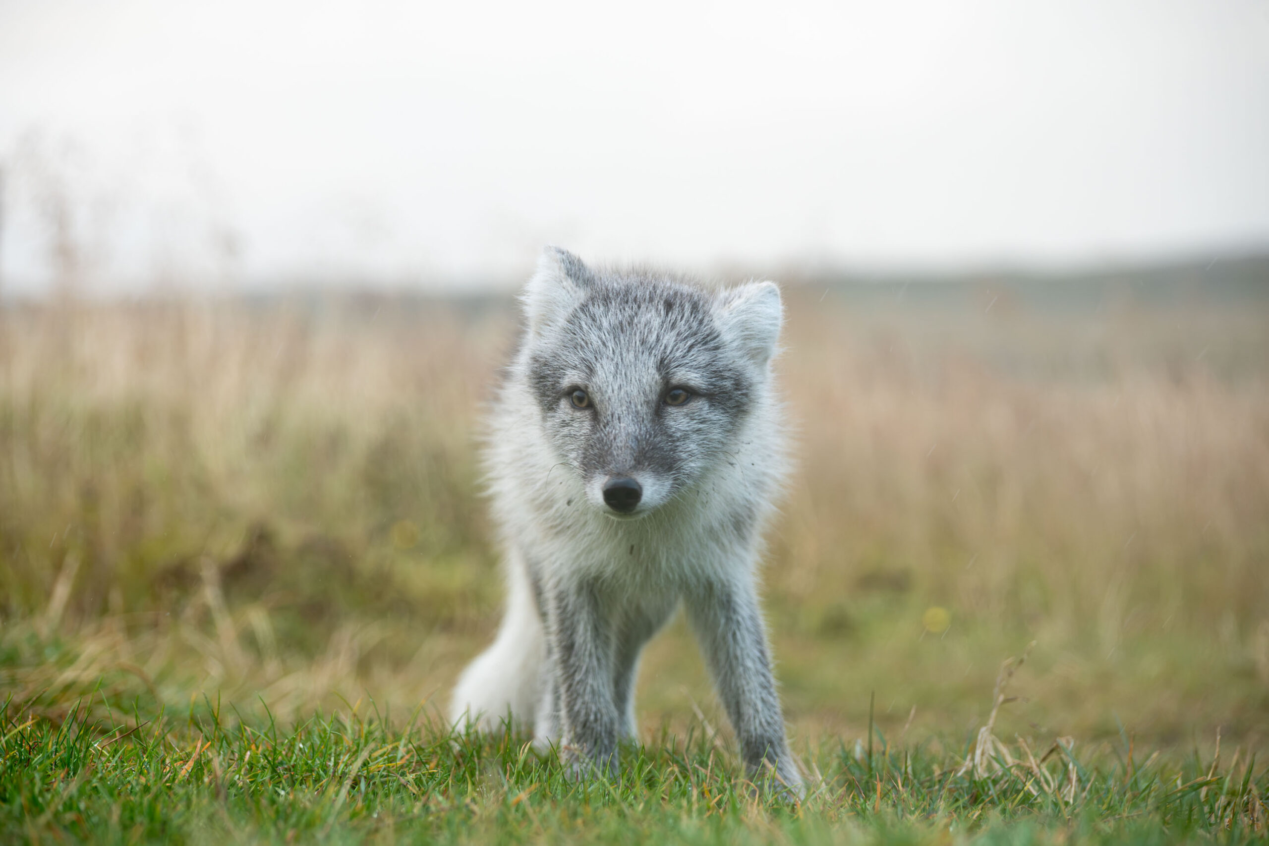 Renard polaire