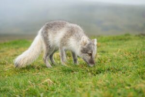 renard polaire