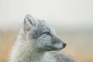 Renard polaire