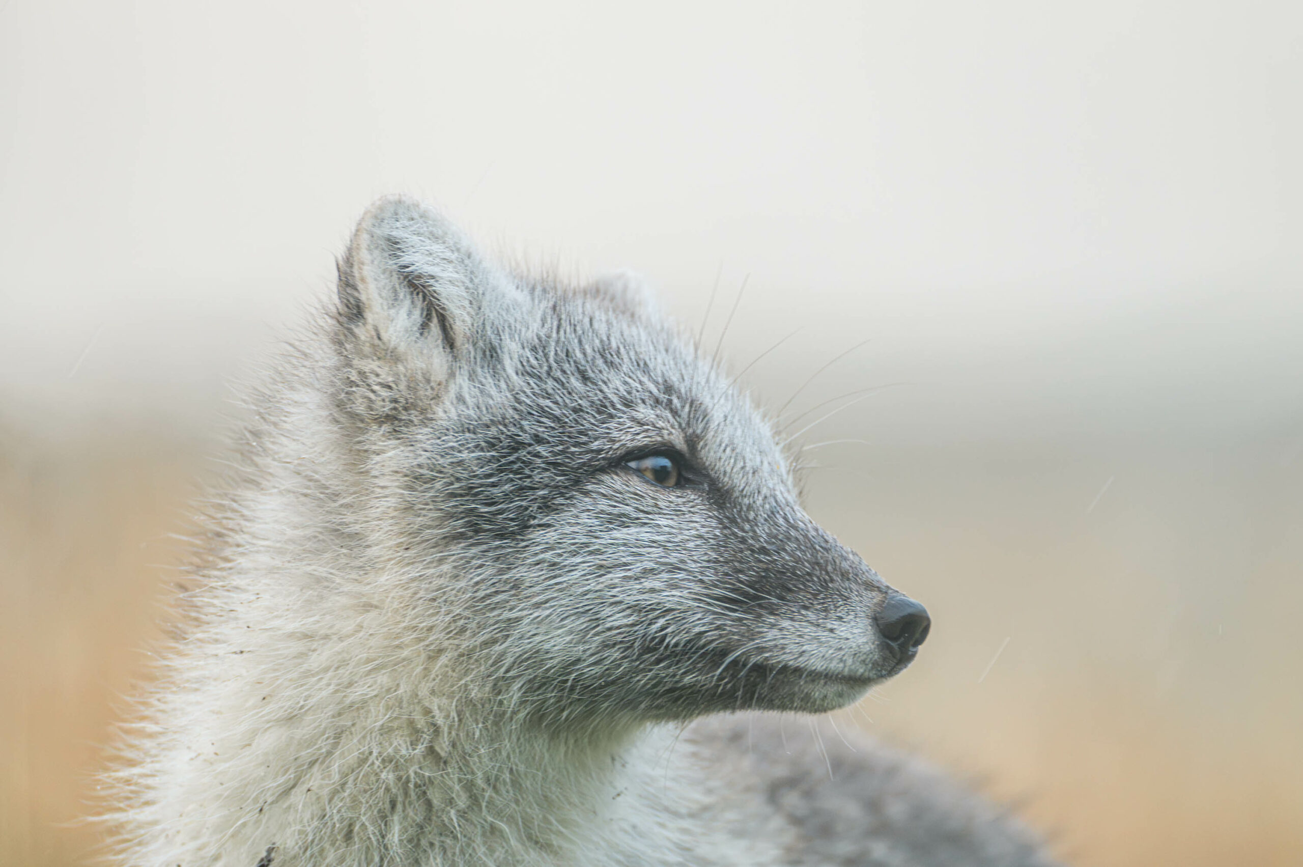 Renard polaire