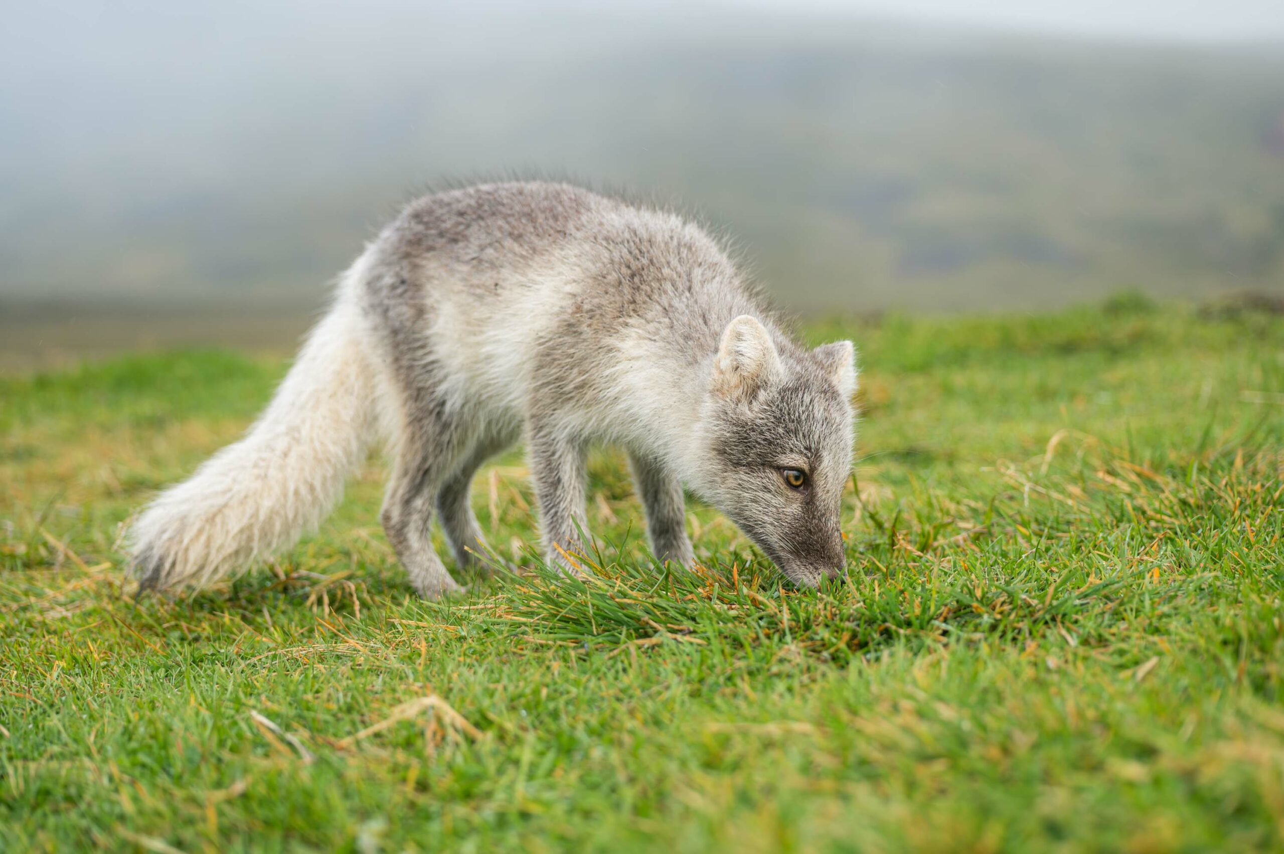 renard polaire